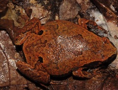 Hamptophryne boliviana