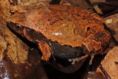 Hamptophryne boliviana
