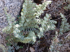 Pellaea mucronata mucronata