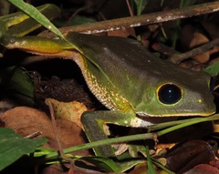 Phyllomedusa camba