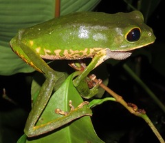 Phyllomedusa camba