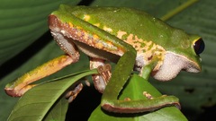 Phyllomedusa camba