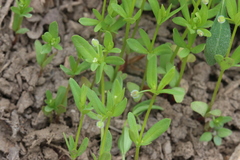 Galium bifolium