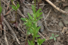 Galium bifolium