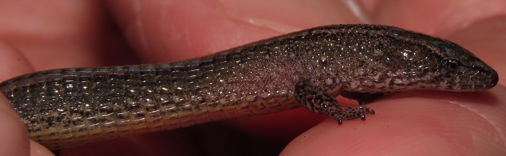 Proctoporus sucullucu