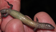 Proctoporus unsaacae