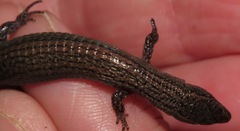 Proctoporus unsaacae