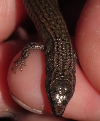 Proctoporus unsaacae