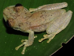Scinax ictericus