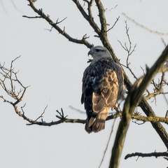 Buteo rufinus rufinus