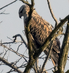 Buteo rufinus rufinus
