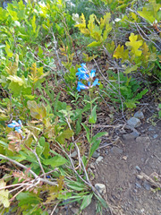 Penstemon cyananthus cyananthus