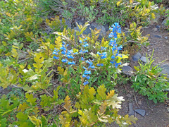 Penstemon cyananthus cyananthus