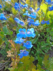 Penstemon cyananthus cyananthus