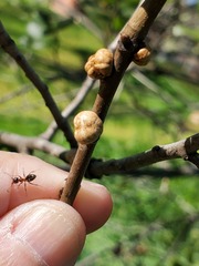 Allokermes cueroensis