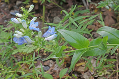 Penstemon cyananthus cyananthus