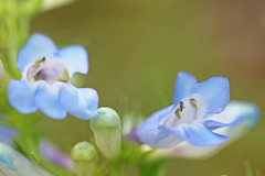 Penstemon cyananthus cyananthus
