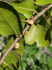 Allokermes cueroensis