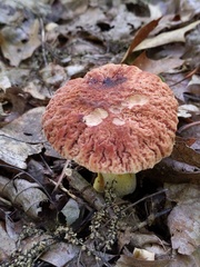 Carcinomyces effibulatus