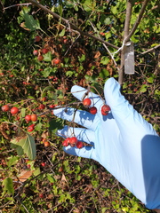 Crataegus irrasa