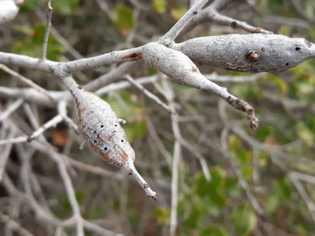 Plagiotrochus gallaeramulorum