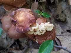 Carcinomyces effibulatus