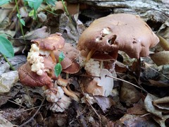 Carcinomyces effibulatus