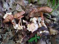 Carcinomyces effibulatus