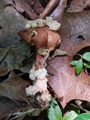 Carcinomyces effibulatus