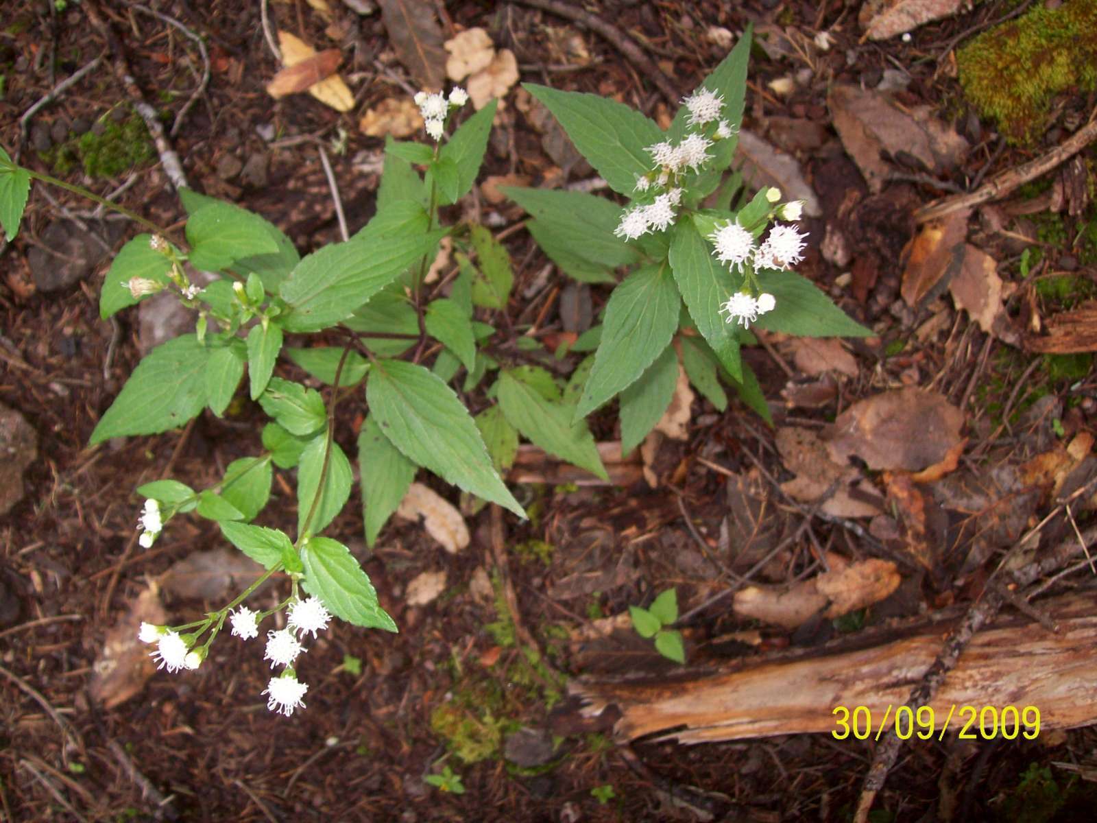 Ageratina lemmonii