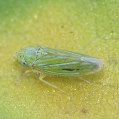 Graphocephala cythura