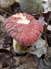 Carcinomyces effibulatus