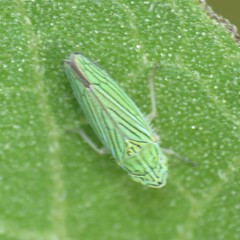 Graphocephala cythura