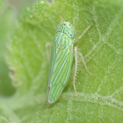 Graphocephala cythura