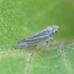 Amphigonalia severini