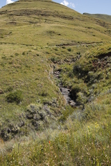 Gladiolus saundersii