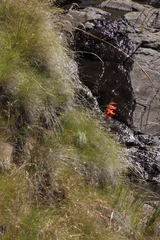 Gladiolus saundersii