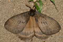 Tantaliana tantalus