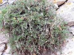 Erodium foetidum
