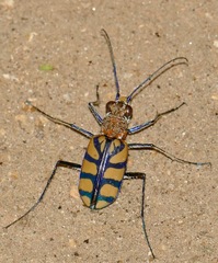 Chaetodera regalis