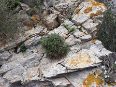 Erodium foetidum