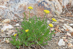Cymopterus hendersonii