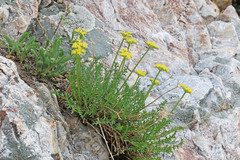 Cymopterus hendersonii