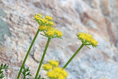 Cymopterus hendersonii