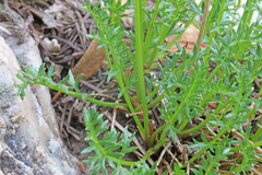 Cymopterus hendersonii