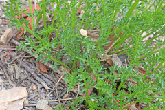 Cymopterus hendersonii