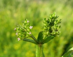 Valerianella eriocarpa