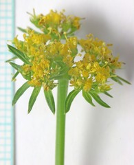 Cymopterus hendersonii