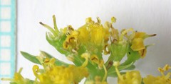 Cymopterus hendersonii
