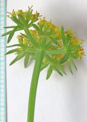 Cymopterus hendersonii